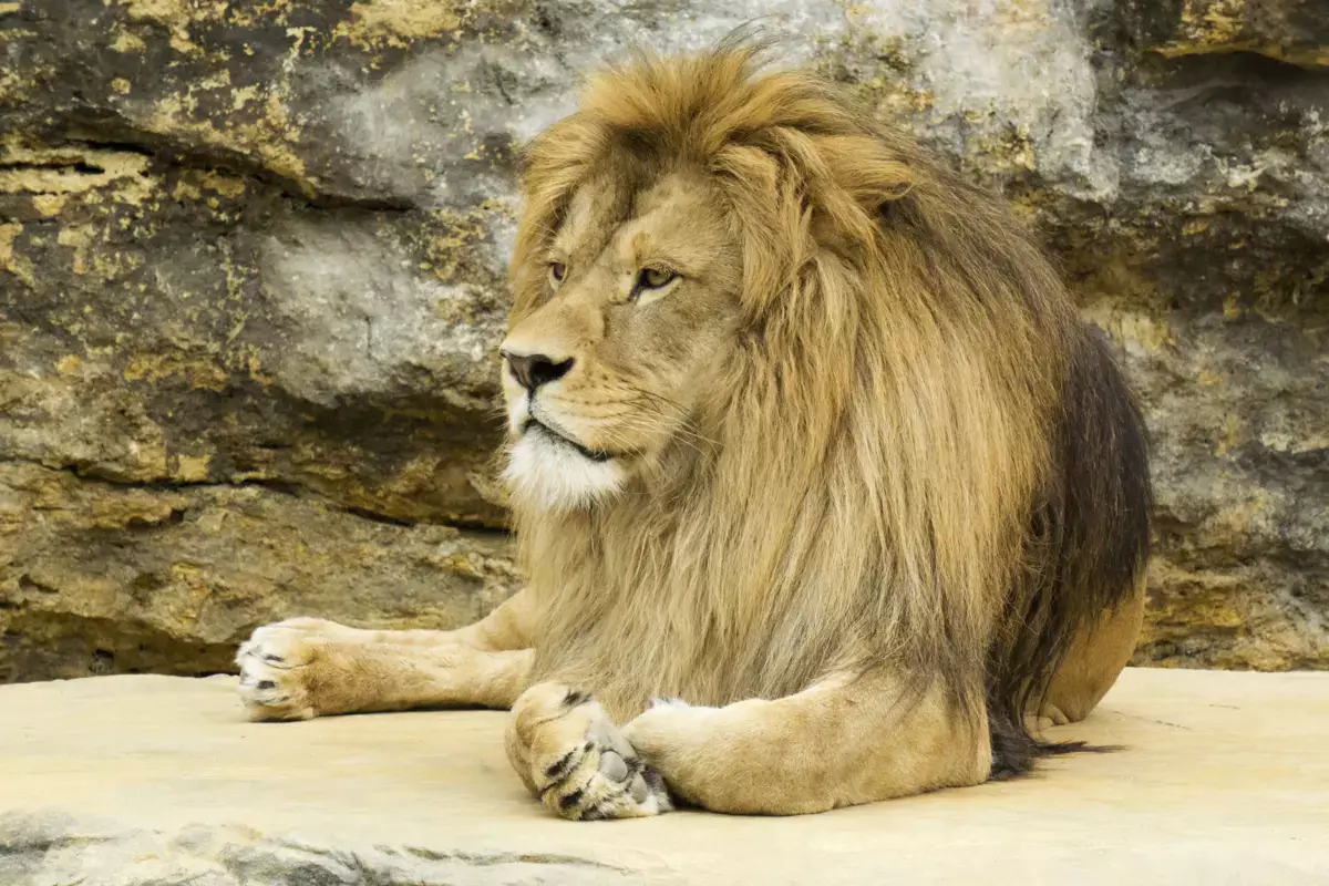 Посетители забросали львов камнями в биологическом центре в Семее - новости на Lada.kz 12.04.2026