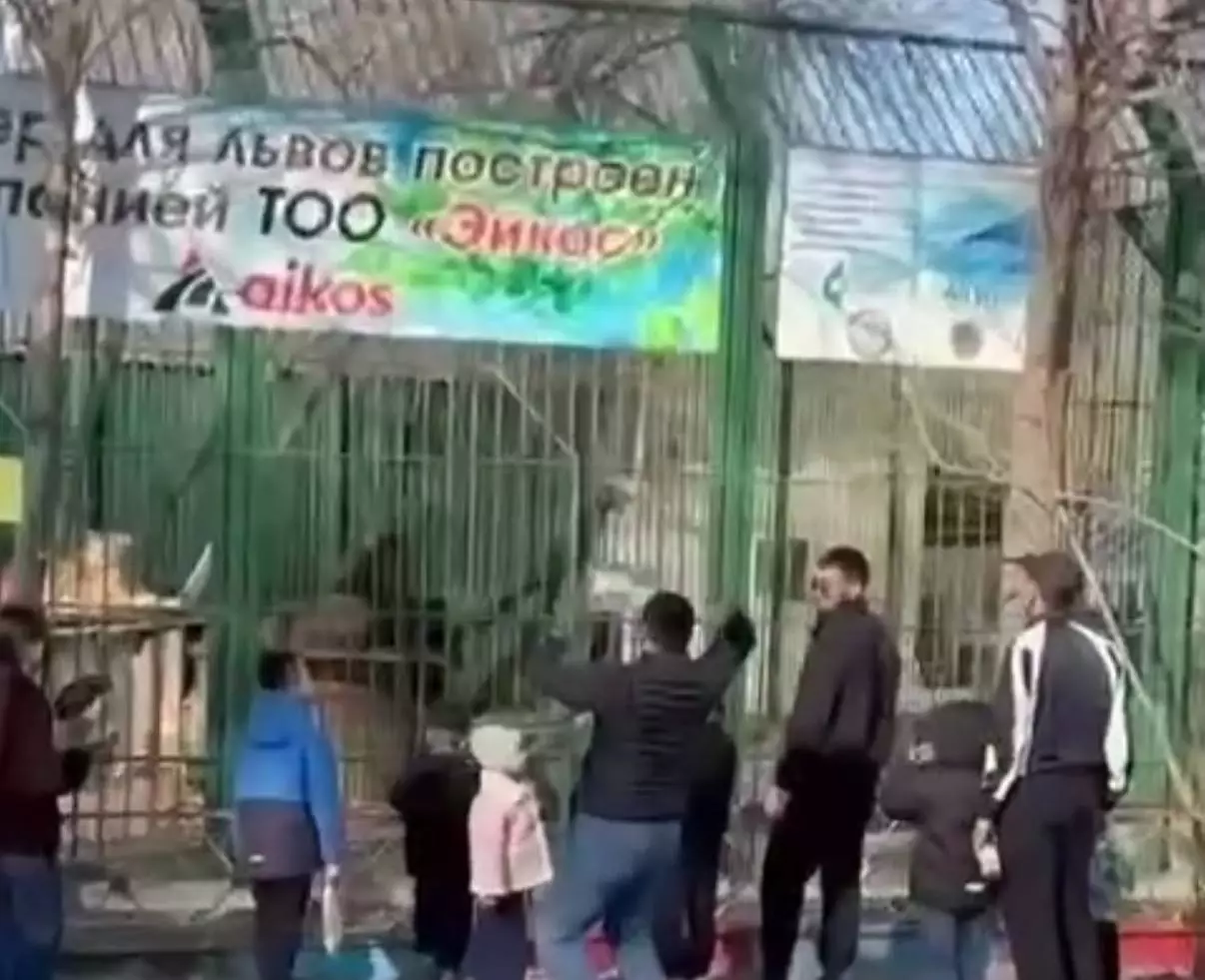 Аңға тас лақтырғандар: Семейде арыстандарды “ойыншыққа” айналдырған ересектер жұртты шулатты