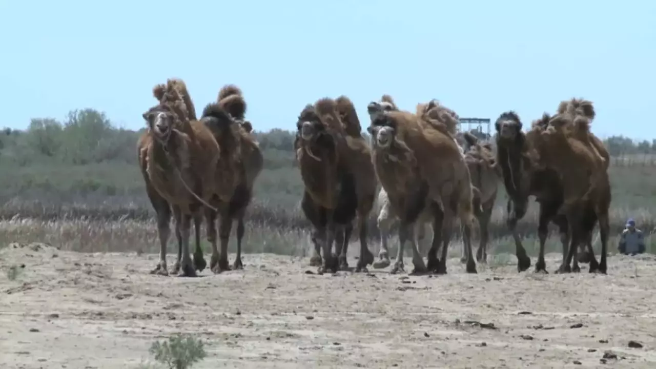 Түйе сүті экспортталады