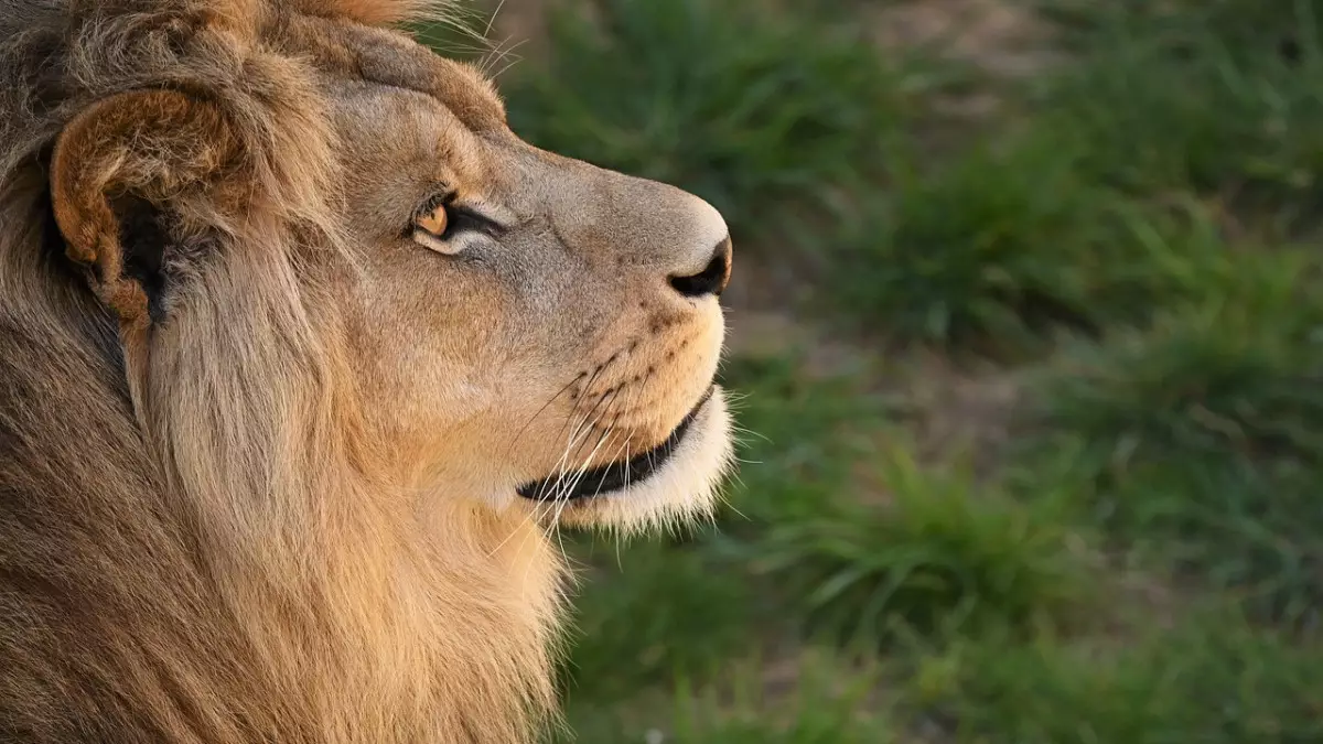 В Семее мужчины бросали камни в львов в биоцентре