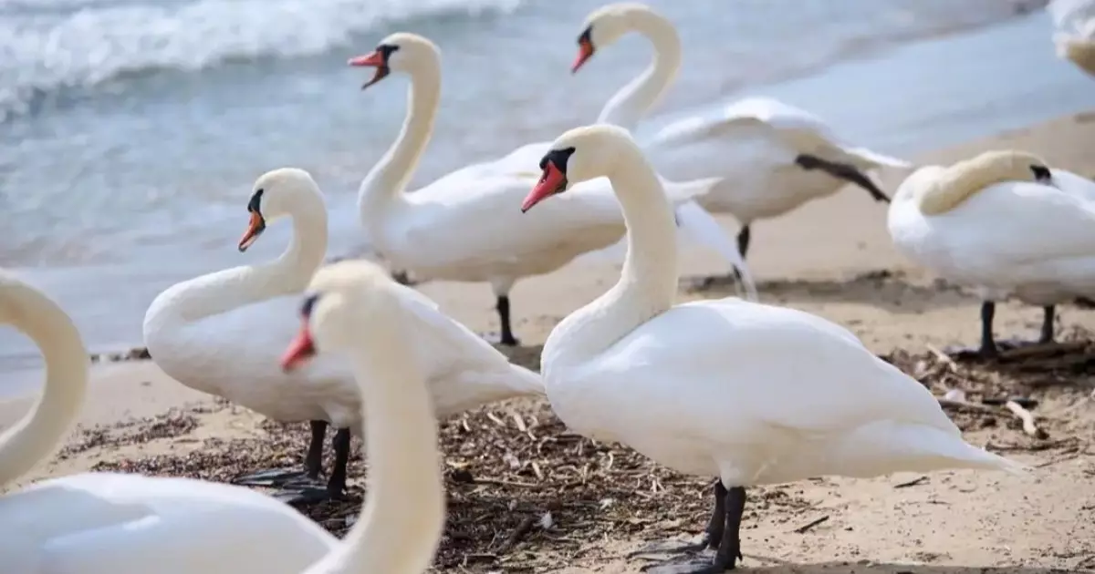 Каспий жағалауынан табылған аққу өлекселеріне қатысты түсініктеме жарияланды 