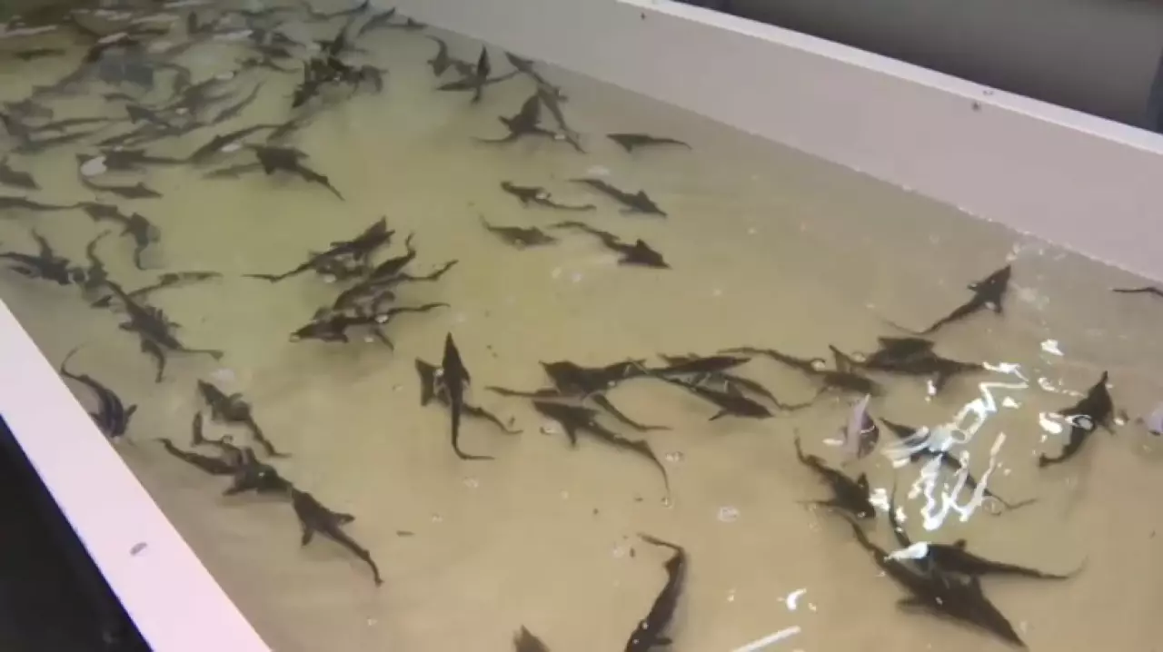 Товарное рыбоводство развивают в Павлодарской области