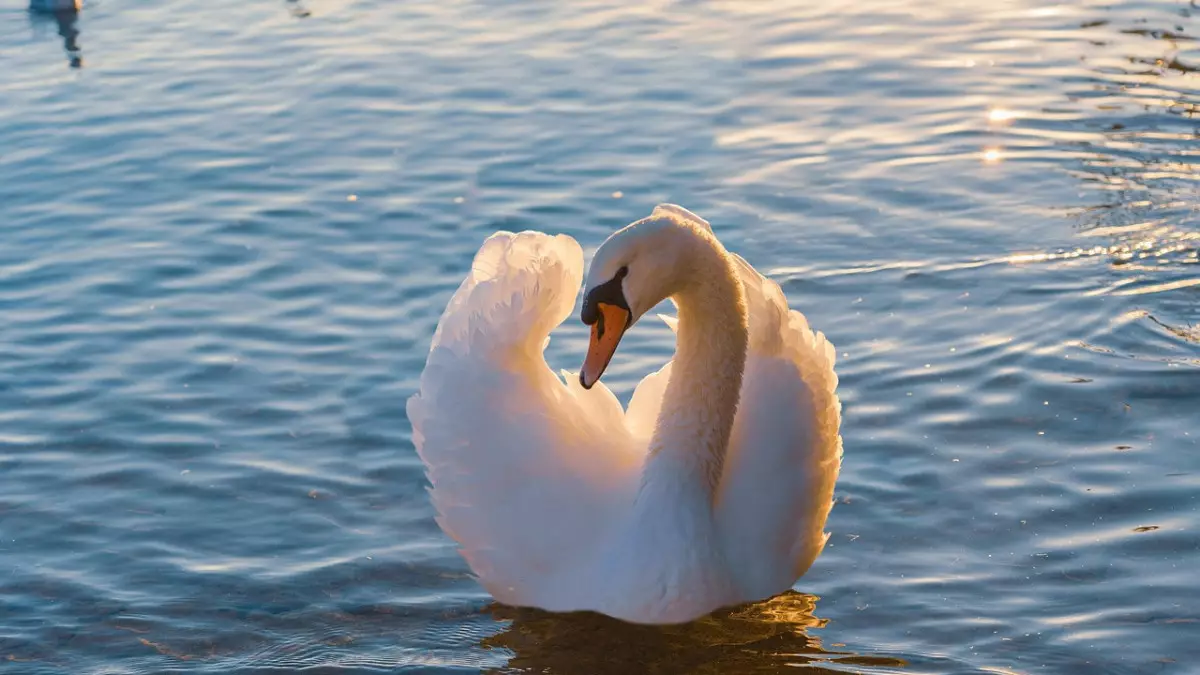 В Мангистау прокомментировали сообщения о гибели лебедей на побережье Каспия