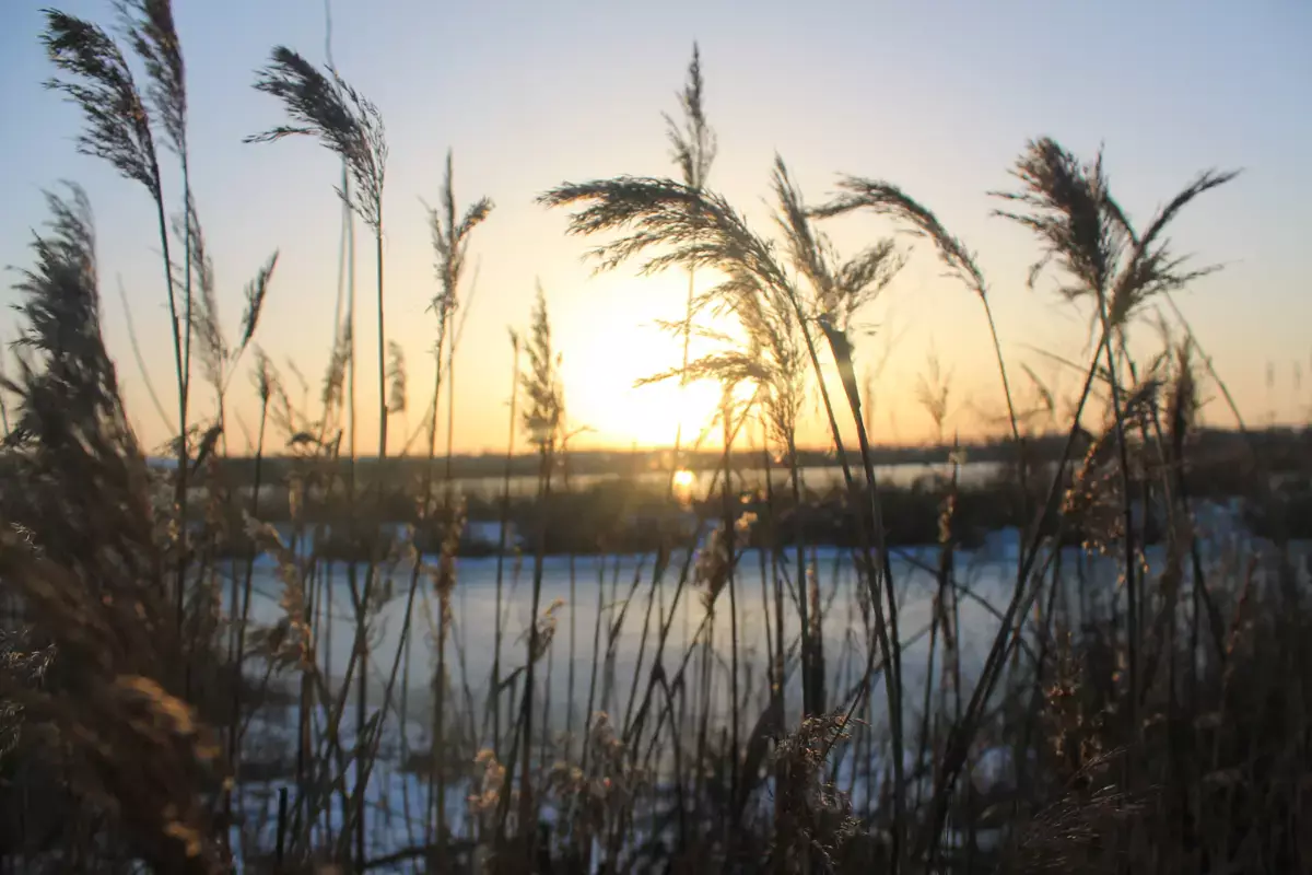 Ученые выяснили, какие звуки природы лучше всего снижают стресс - новости на Lada.kz 12.04.2026