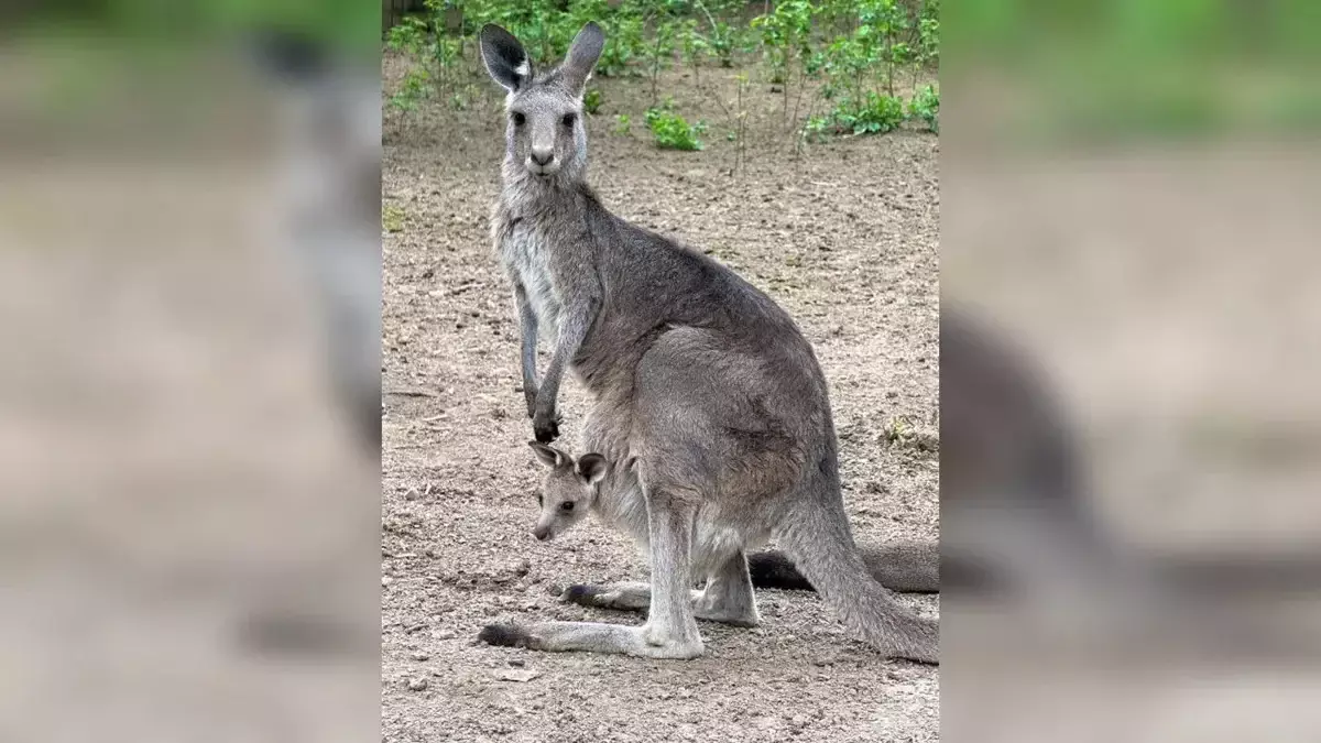В зоопарке Алматы новорожденным кенгурятам дали имена