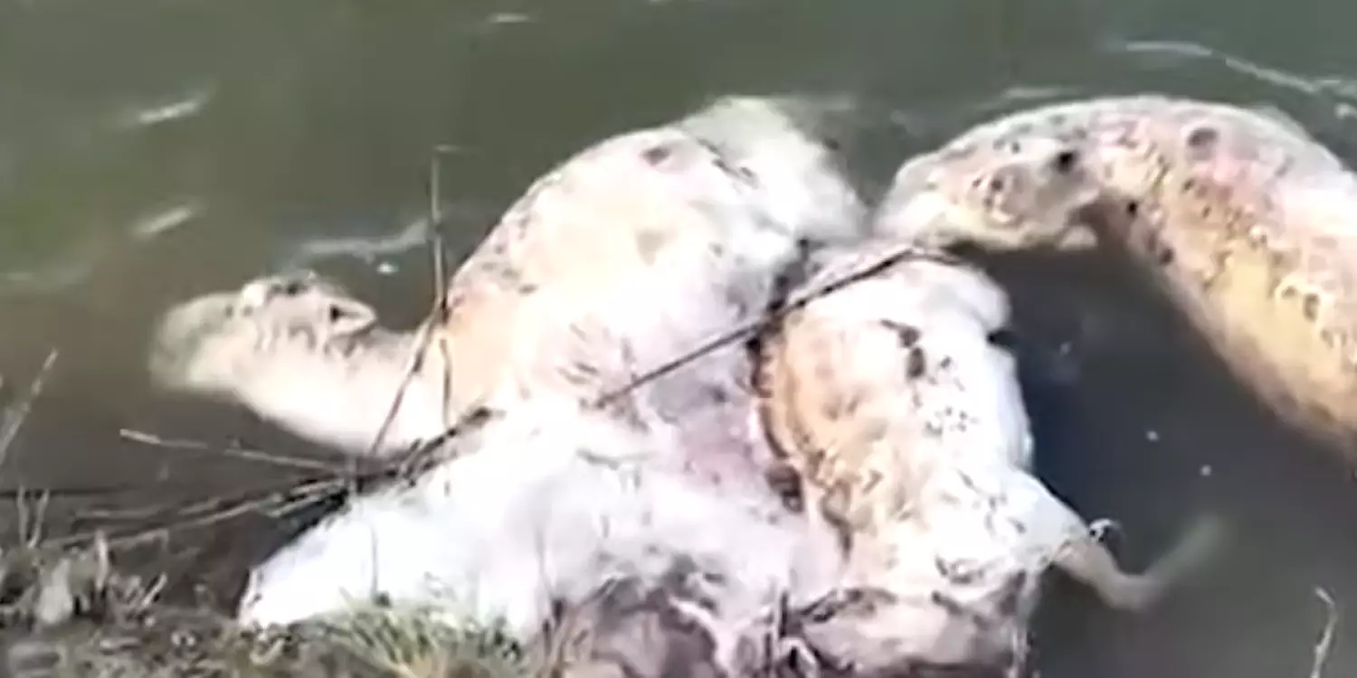 Мамандар киіктердің жаппай қырылу себебін түсіндірді