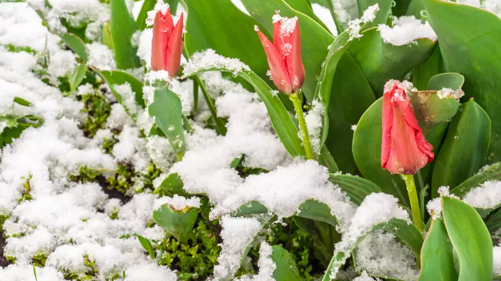 Снег и морозы до 8 градусов придут в Казахстан