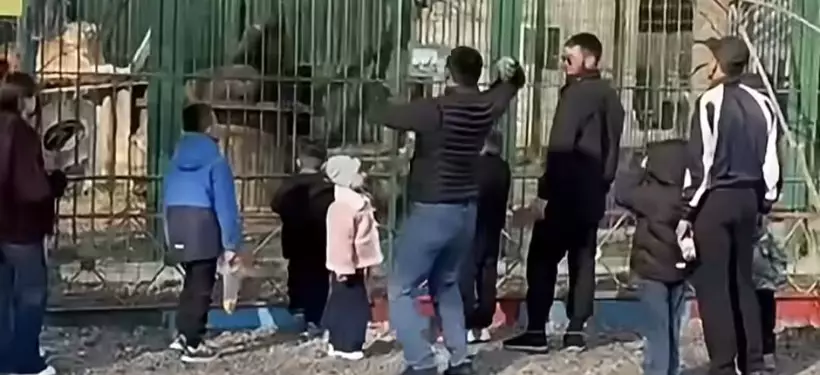 Полиция нашла мужчин, кидавших камни в вольер со львами в Семее