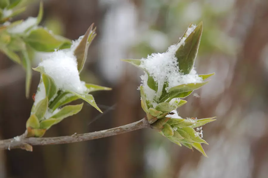 Қар жауып, күн суытады: Қазақстанда ауа райы күрт құбылады