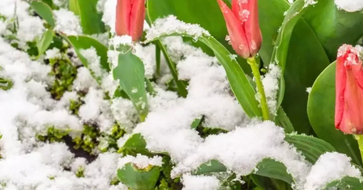  Алдағы күндері қар жауып, аяз болады 