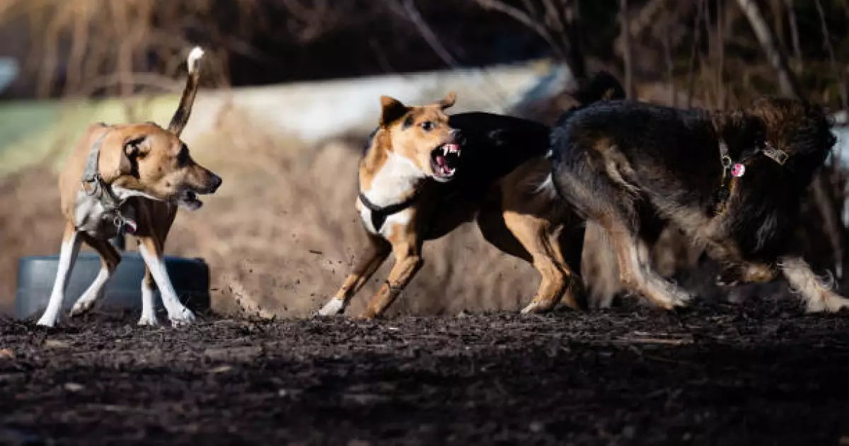   Соңғы бір жылда 41 мың адамды ит қапқан   