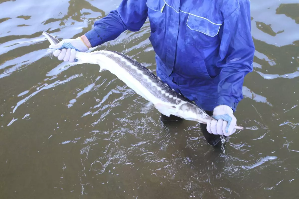 Незаконный тендер осетрового завода отменили в Атырау 