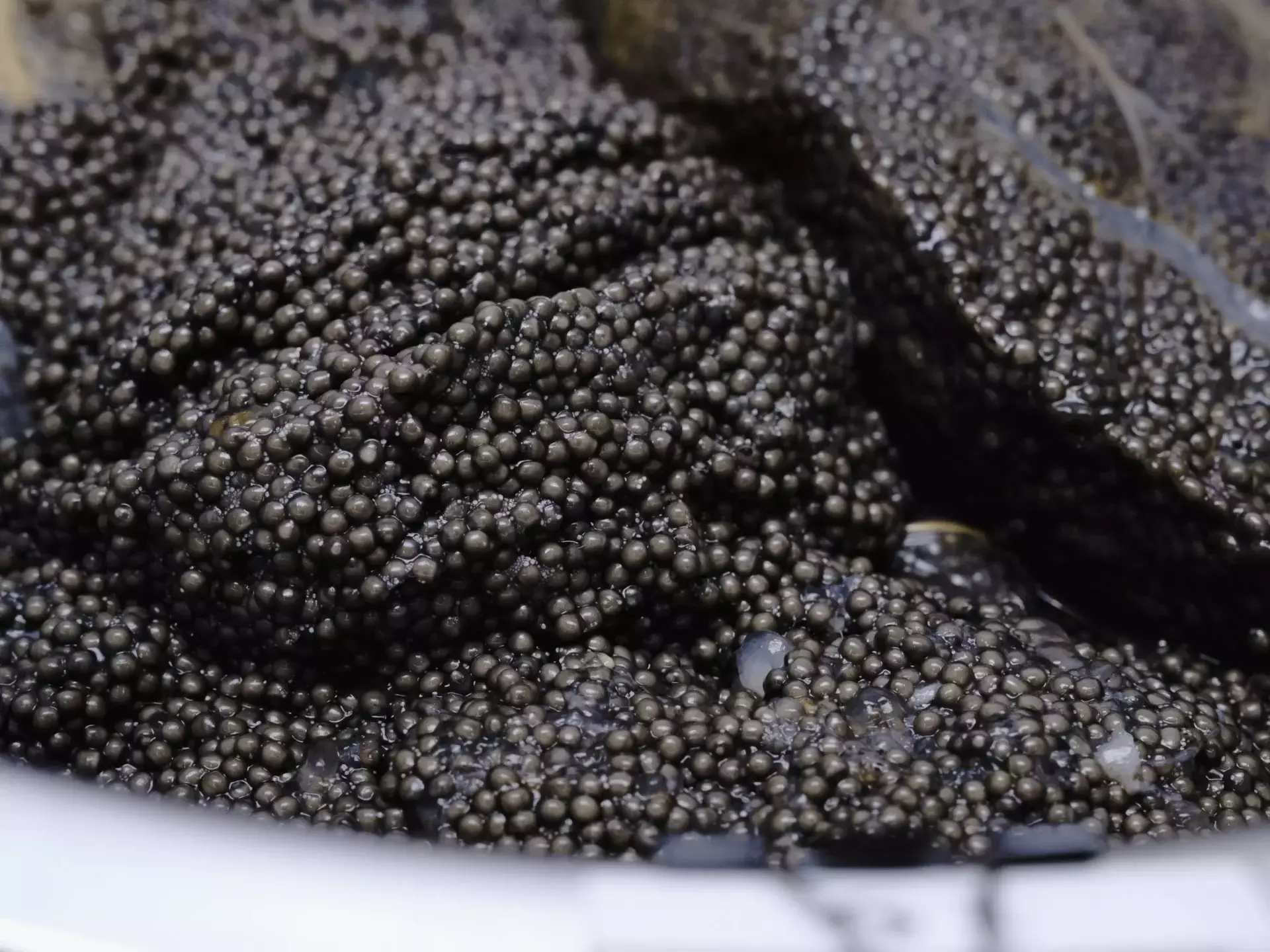Незаконная закупка икры на миллионы: прокуратура пресекла сделку