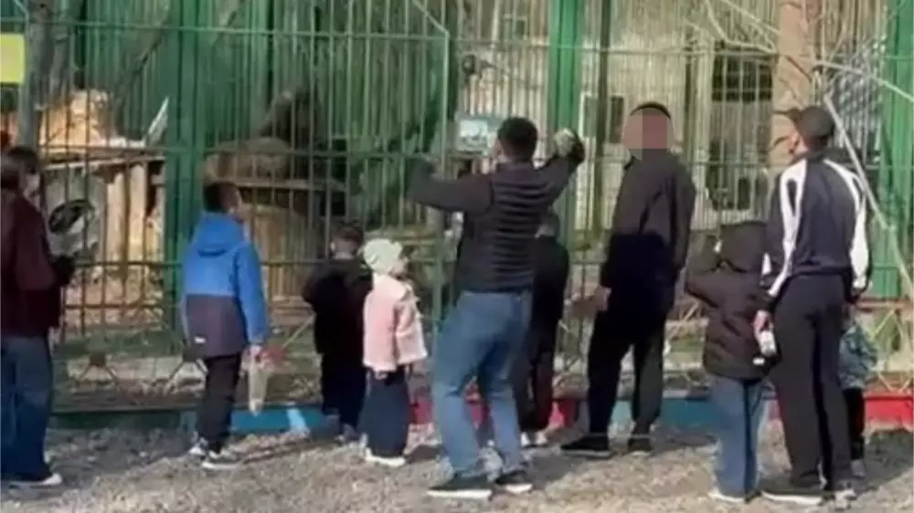 Семейде арыстандар тұрған қоршауға тас лақтырған ер адамдар табылды