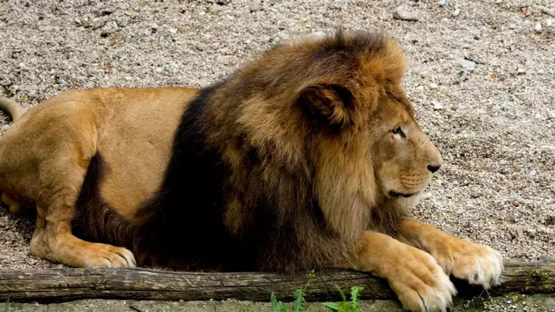 Жителей Семея задержали за «развлечение» у вольера со львами