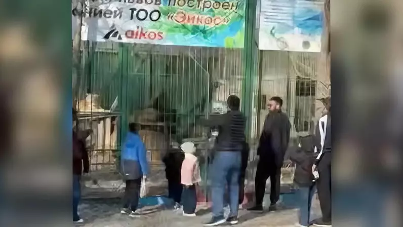 В Семее наказали мужчин, бросавших камни в львов в биоцентре