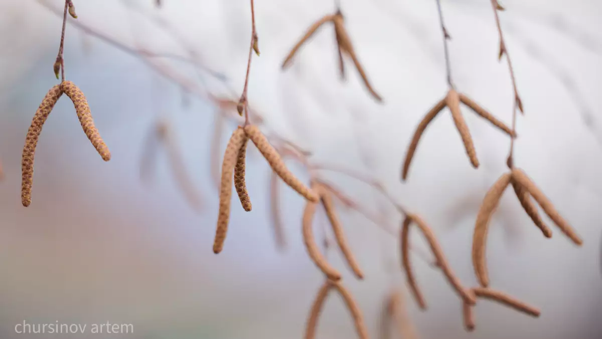 Алдағы күндері күн күрт суытады: Жаңбыр жауып, соңы қарға ұласады