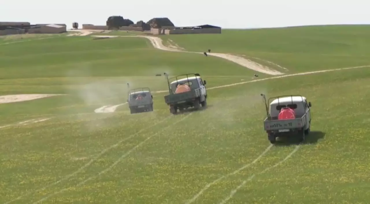 Түркістан облысында шегірткеге қарсы күрес күшейтілді