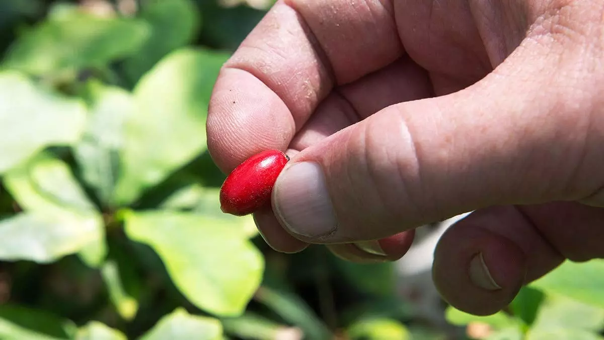 "Чудо-фрукт" может помочь онкобольным справиться с побочным эффектом химиотерапии, ведущим к опасной потере веса.