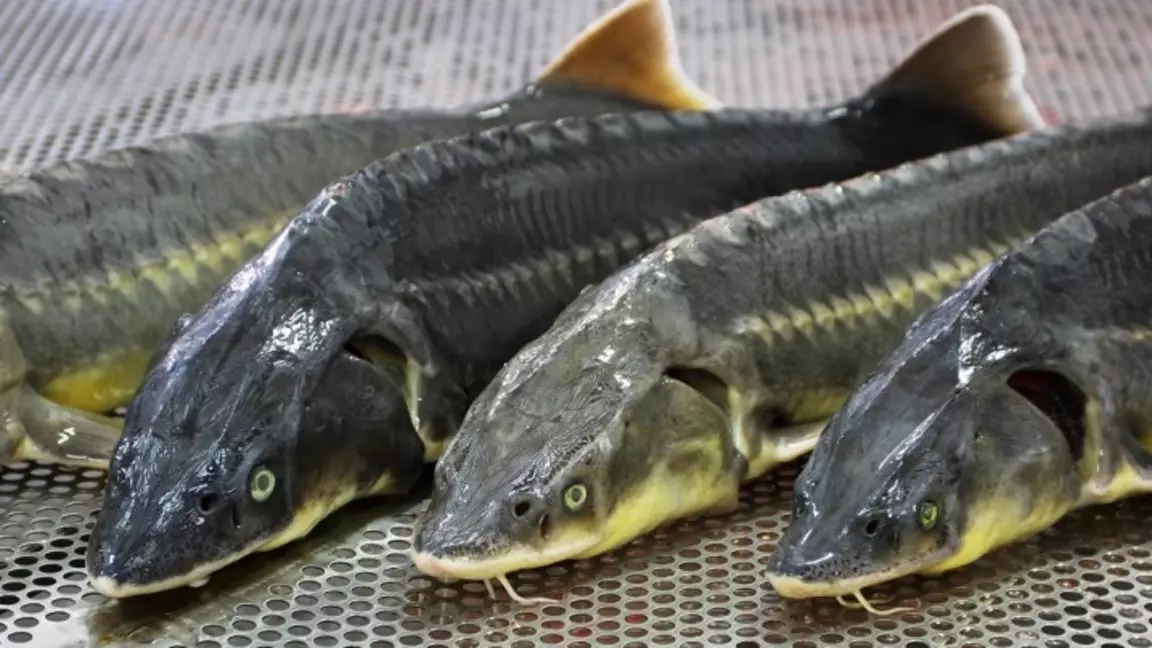 Атырауда бекіре уылдырығын заңсыз сатып алу жоспары тоқтатылды