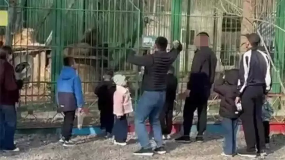 Семейде арыстандарға тас лақтырған ер адамдар табылды