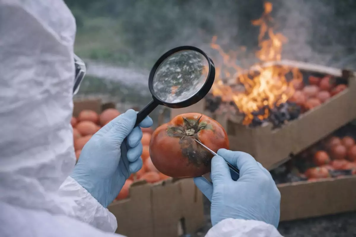 В Свердловской области уничтожат 18 тонн казахстанских томатов из-за опасного вируса.