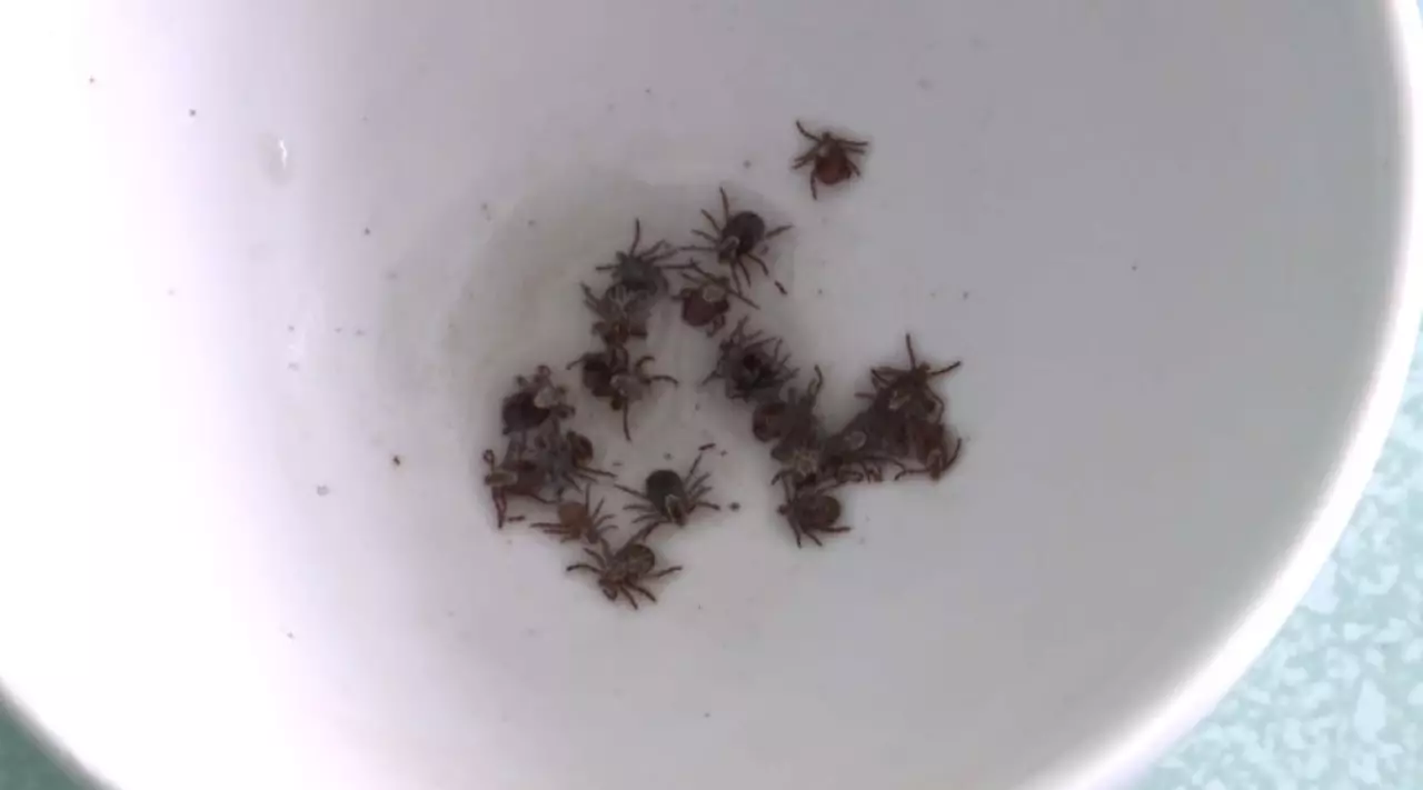 30 человек пострадали от укусов клещей в Костанайской области