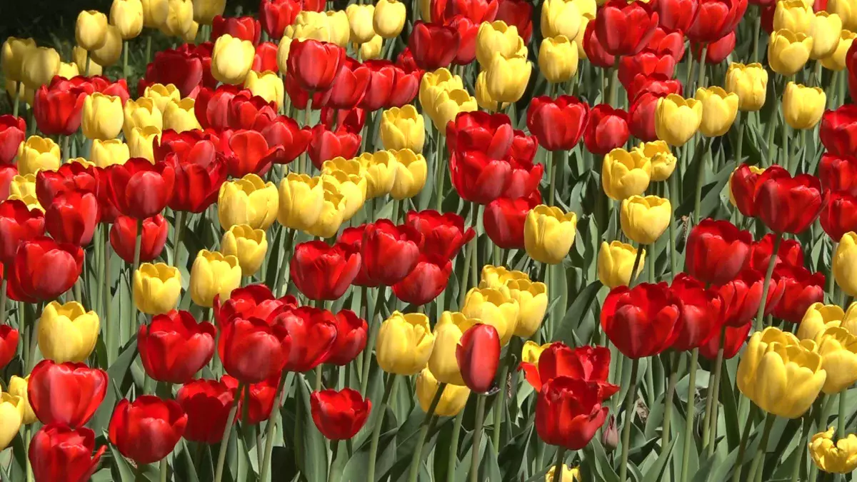 Алматыда гүлзарлар аумағы ұлғайтылады