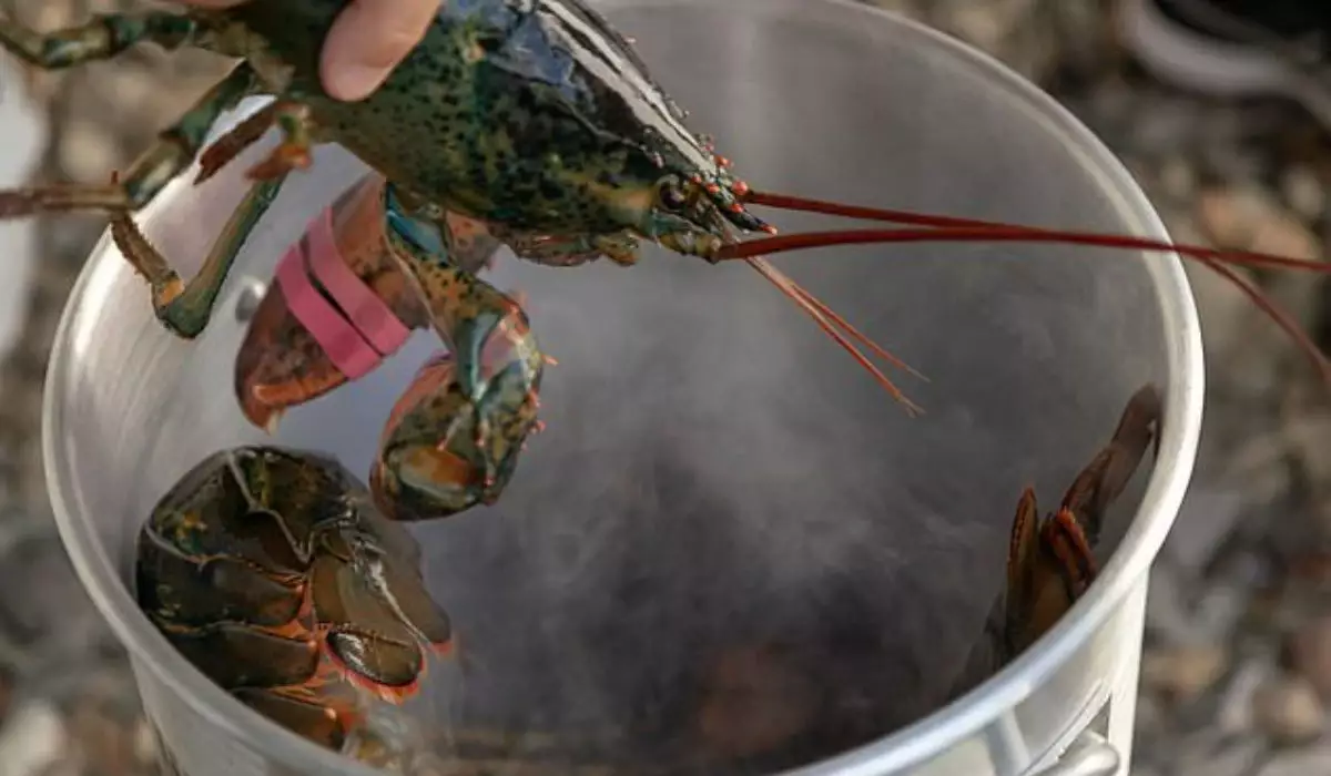 Омарларды тірідей қайнатуға тыйым салу ұсынылды: Ғалымдар олардың ауырсынуды сезетінін дәлелдеді
