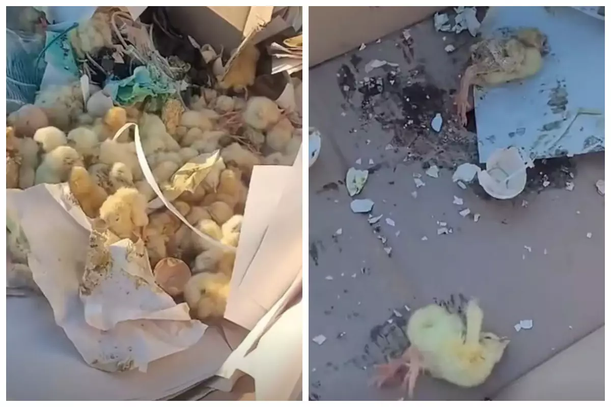 Петропавлда ондаған тірі балапанды жұмыртқа қабығымен қосып қоқысқа лақтырған