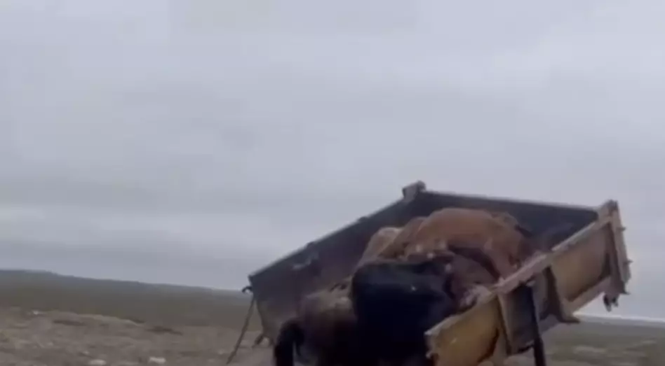 Қарағандыда киік көбейді, салдары – мал қырылып жатыр: билік қайда қарап отыр?