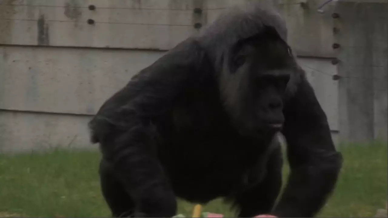 Әлемдегі ең кәрі горилла 69-ға толды