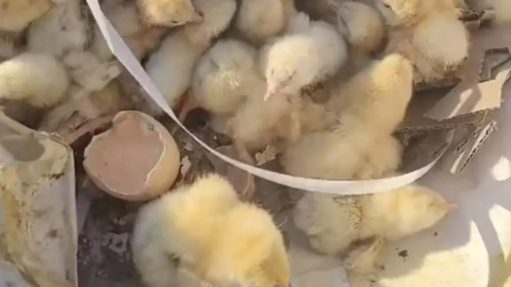 СҚО-да қоқысқа тасталған жұмыртқалардан жүзге жуық балапан жарып шықты