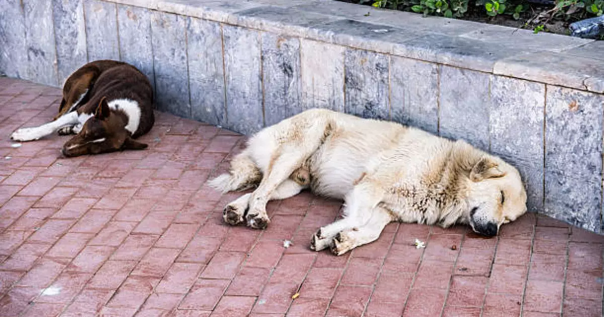   Қаңғыбас иттердің мәселесін 3 жылдан бері көтеріп келеміз – Мұхтар Өтесов   