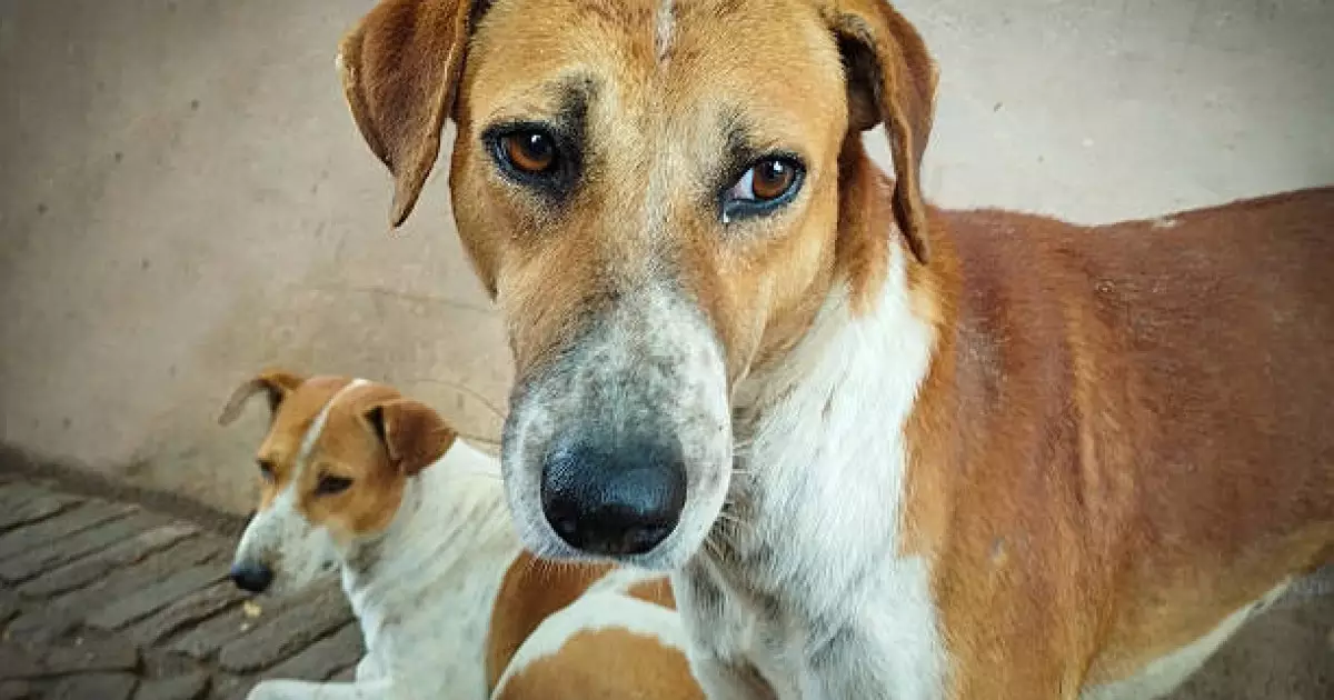   Вакцина салынған қаңғыбас итті қайта далаға жіберсе, ортаға паразит тасиды – Сергей Головенко   