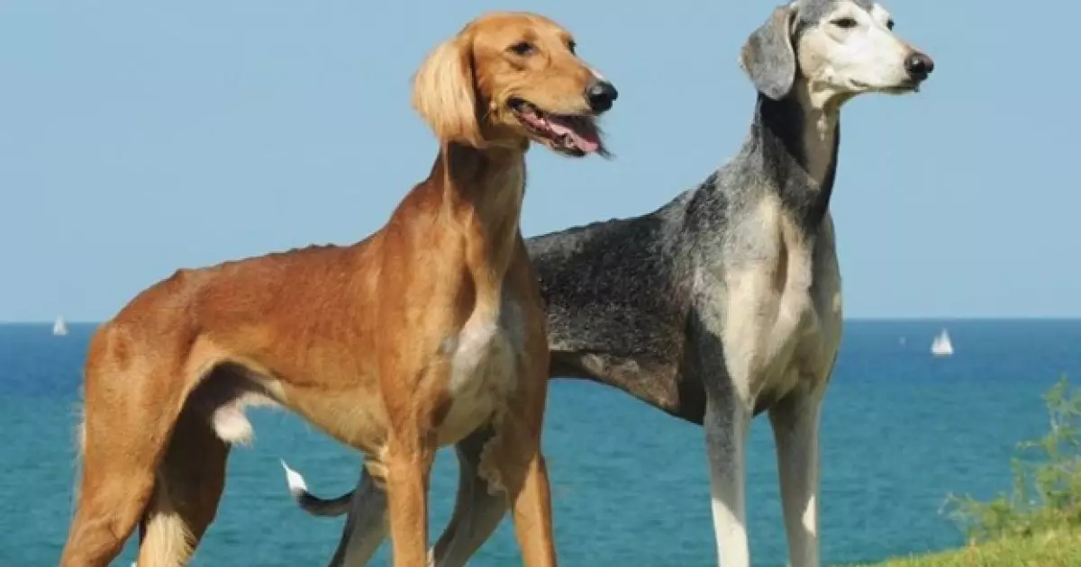   Ит – жеті қазынаның бірі, бірақ оны батыстағыдай төрге оздырмайық   