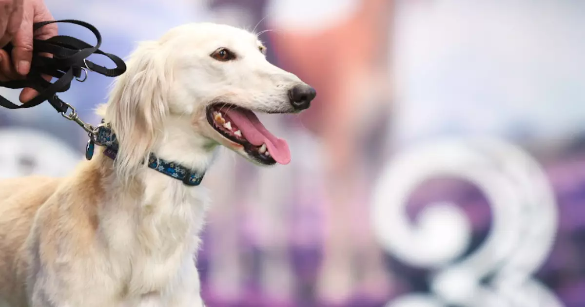   Екі облыста қазақы тазылардың байқауы өтті   