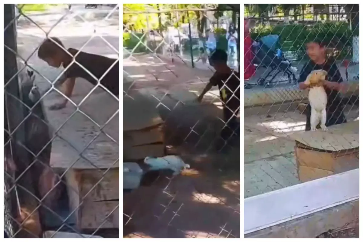 Шымкент зоопаркінде бала қояндар вольеріне кіріп, жануарларды қуалаған