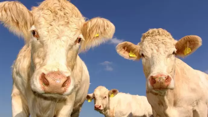 Скотокрады лишились автомобилей по решению суда в Жетысу
