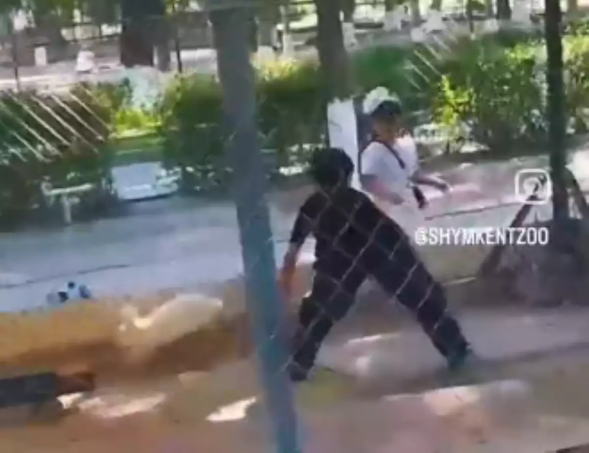 "Ради контента": посетительница зоопарка Шымкента отправила сына ловить кроликов в вольере