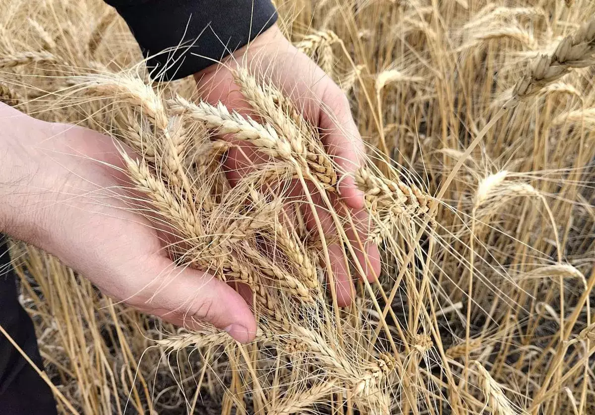 Как блокада Ормузского пролива отразится на ценниках в магазинах Казахстана - новости на Lada.kz 14.04.2026