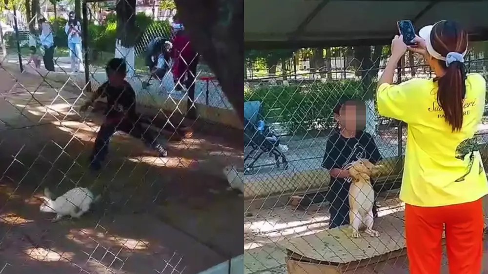 “Анам рұқсат берді“. Шымкенттегі зообақта бала қояндар тұрған қоршауға кіріп кеткен