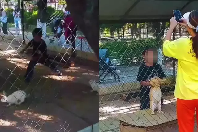 Шымкентте хайуанаттар бағындағы вольерге кішкентай бала кіріп кеткен (ВИДЕО)