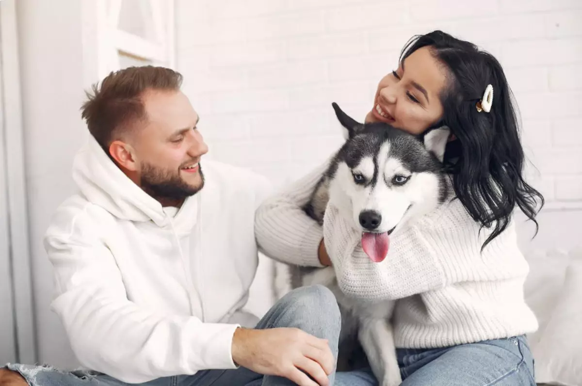 Ит асырағандарға салық салынбайды: Үкімет бастаманы тиімсіз деп тапты