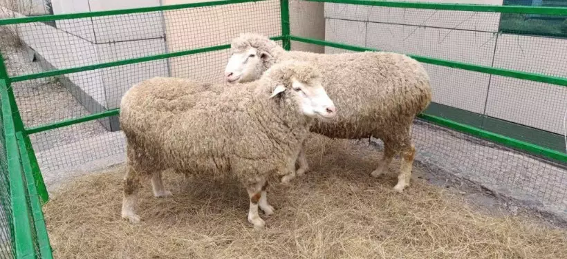 Абай облысында қой шаруашылығының селекциялық орталығы ашылды