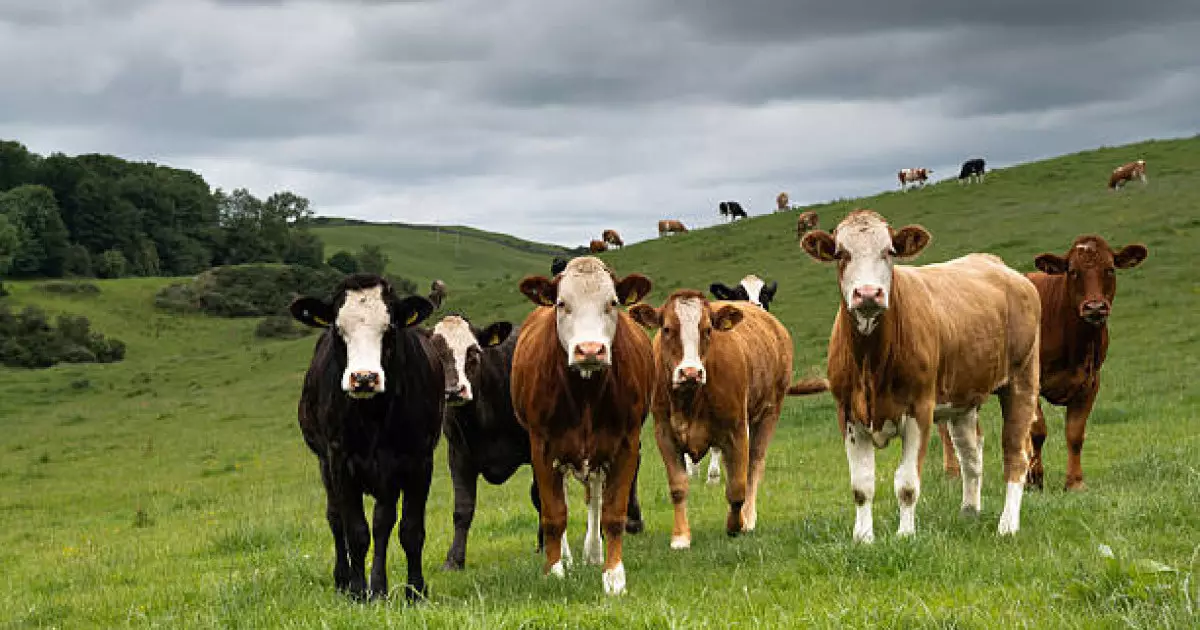  Жетісу облысында мал ұрыларының мүлкі мемлекет кірісіне тәркіленді 