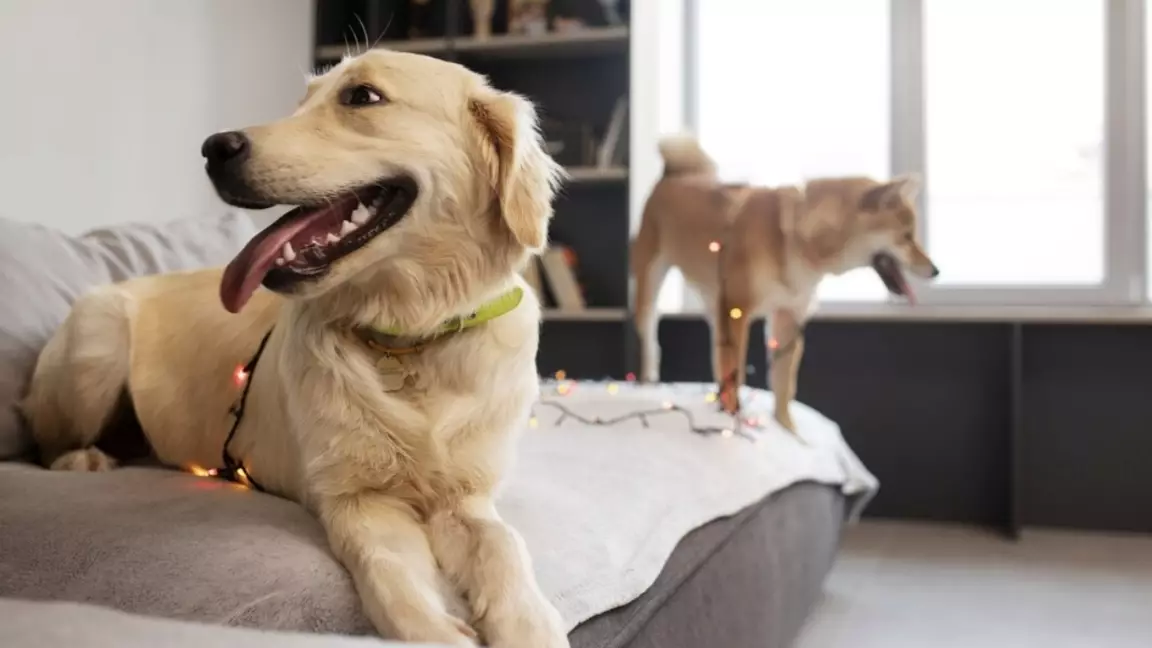 Қазақстанда ит асырайтындарға салық салына ма — Біржанов жауап берді