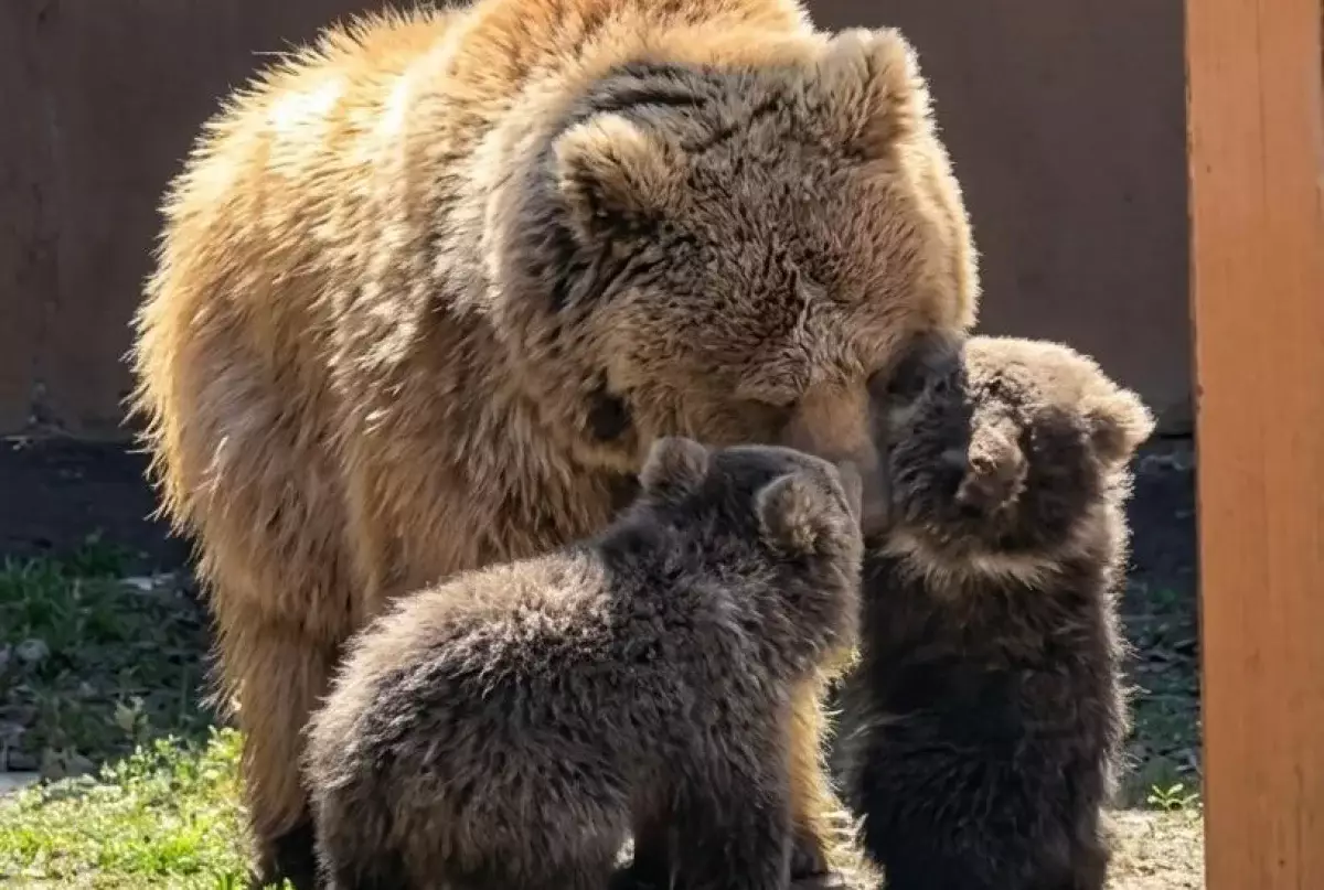 Алматы зообағында «Қызыл кітапқа» енген қонжықтар дүниеге келді