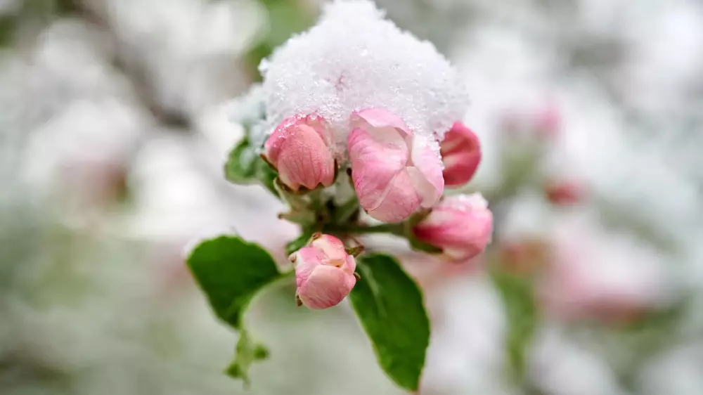 Астана мен Алматыға арналған ауа райы болжамы