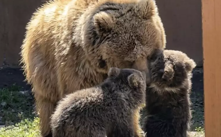 Алматы зообағында “Қызыл кітапқа“ енген қонжықтар дүниеге келді